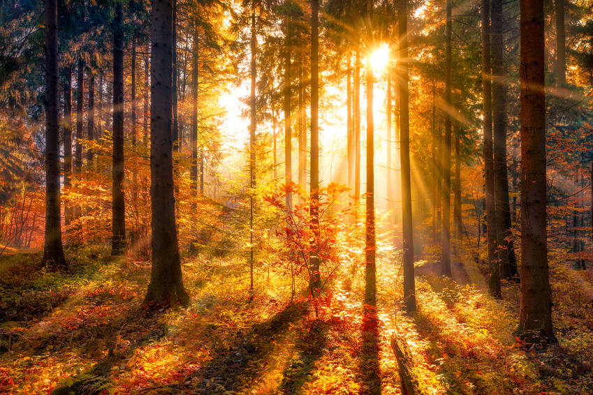 Pensjonat Vincent - Sztuka Wypoczynku